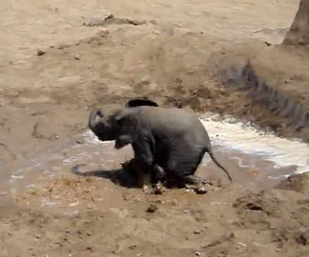 水たまりで楽しそうに遊ぶ象の赤ちゃん