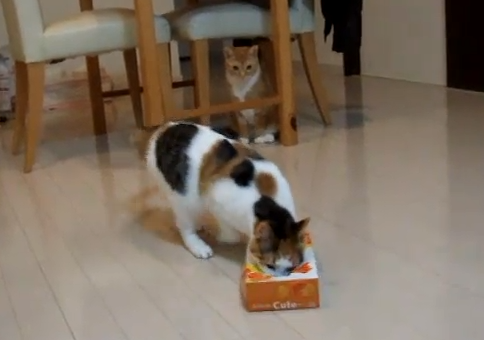 ティッシュ箱と戦う猫