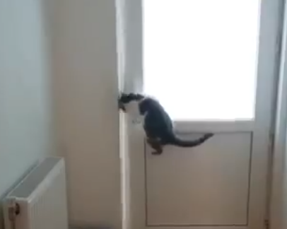 ドア開けの天才猫