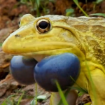 黄色い体に青い鳴嚢、インドのウシガエル
