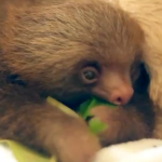 葉っぱを食べるナマケモノの赤ちゃん