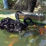 鯉に餌を与える黒鳥