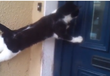 ドアノブを引いてドアを開ける賢いネコ