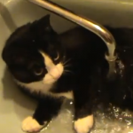 洗面台のお風呂で水を浴びる猫