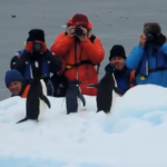 観光客を観察するペンギン
