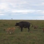 アフリカ水牛 vs. ハイエナ vs. ライオン