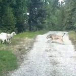 オオカミ vs. 羊