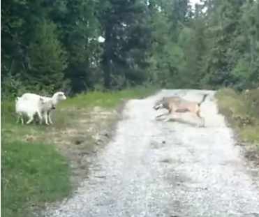 オオカミ vs. 羊