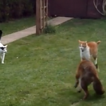 猫 vs. キツネ・キツネを撃退するニャンコ