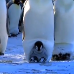 初めて自分で歩く皇帝ペンギンの赤ちゃん