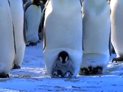 初めて自分で歩く皇帝ペンギンの赤ちゃん