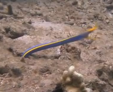 海に住む不思議な生物の映像