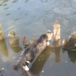 泳いでいる魚を捕まえた猫