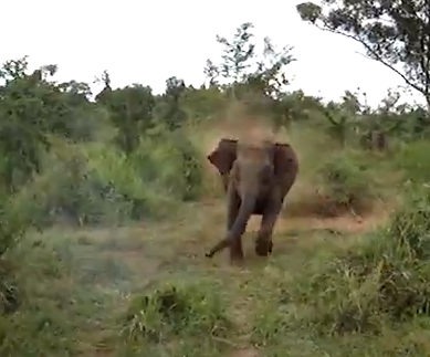 インド象に追いかけられる乗用車