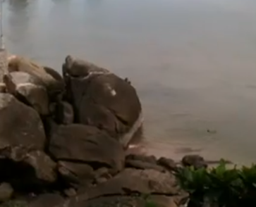 高い岩の上から海にダイブする猿