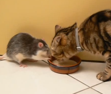 ネコとネズミがミルクをシェア