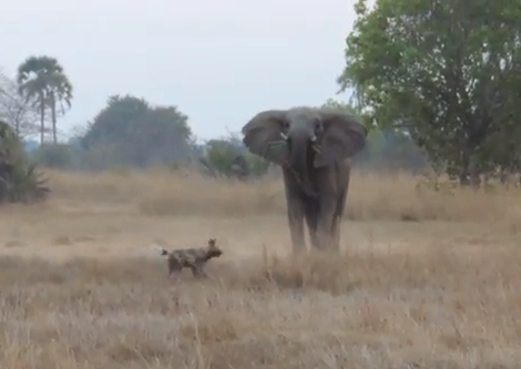アフリカゾウ vs. リカオン