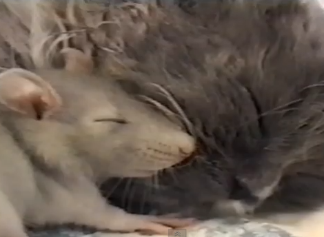 仲睦まじい猫とネズミ