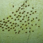 集団でリズミカルに移動する蜘蛛の赤ちゃんの群れ