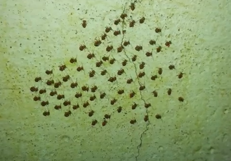 集団でリズミカルに移動する蜘蛛の赤ちゃんの群れ