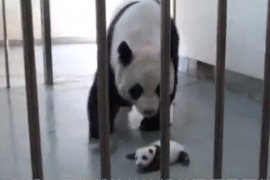 台湾の母パンダ、赤ちゃんと一ヶ月ぶりの再会
