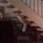 裏から階段を登る猫