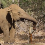 井戸の水を飲む賢い象
