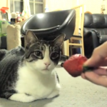 イチゴが大嫌いなネコ