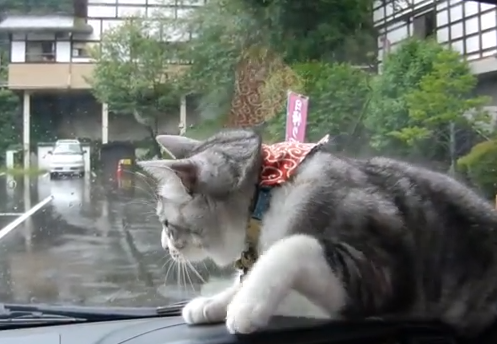車のワイパーに反応する猫
