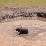 沼から出られなくなってしまった象の赤ちゃんの救出