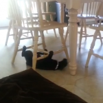 椅子の足を利用して移動する猫
