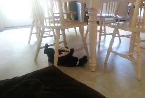 椅子の足を利用して移動する猫