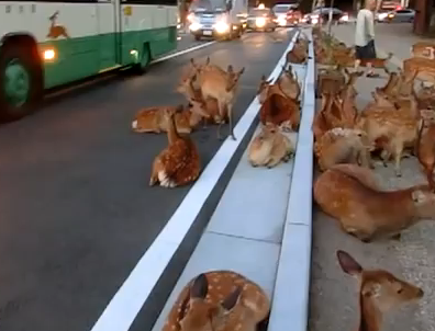 道路を占領して涼を取る奈良公園の鹿さん達