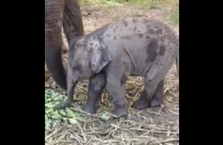 象の赤ちゃん、バナナの食べ方が分からない？