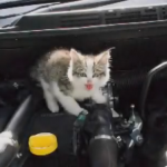 エンジンルームに入って267kmの長旅をした子猫