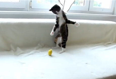奇怪な動きで遊ぶ猫