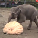 象に巨大かぼちゃをプレゼント