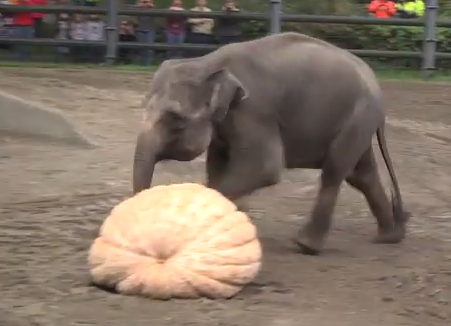 象に巨大かぼちゃをプレゼント