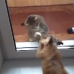 犬と猫、ガラス越しの戦い