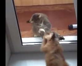 犬と猫、ガラス越しの戦い