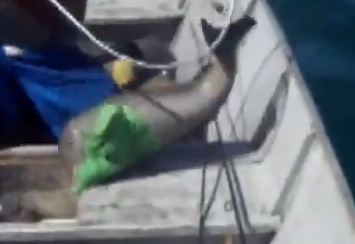 ビニールが絡まったイルカの子供の救助
