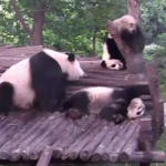 木から転落して逆さまになった子パンダを救助する母