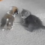子犬 vs. 子猫 赤ちゃん対決