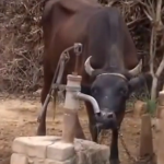 レバーを引いて水を飲む賢い牛