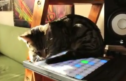 音楽を制作した猫