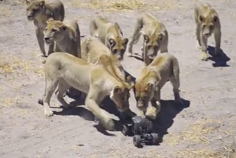 ラジコンカメラでライオンを間近で撮影