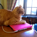 猫がパソコンを使わせてくれない