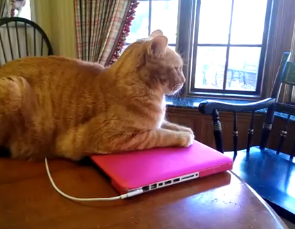 パソコンを使わせてくれない猫