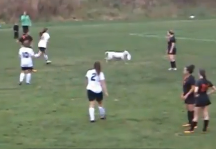 女子サッカーの試合にフリスビー犬が乱入、大暴れ