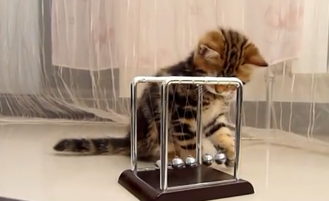 物理の勉強をする子猫